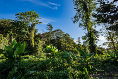 Jungle clearing, Sarapiqui