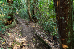 Path through the jungle, Sarapiqui
