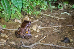 Smoky jungle frog (Leptodactylus pentadactylus)