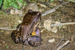 Smoky jungle frog (Leptodactylus pentadactylus)