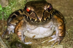 Smoky jungle frog (Leptodactylus pentadactylus)
