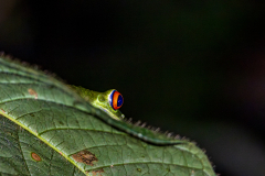 red-eyed tree frog (Agalychnis callidryas)