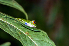 red-eyed tree frog (Agalychnis callidryas)