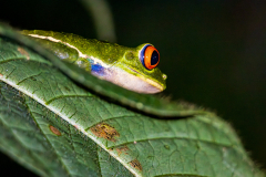 red-eyed tree frog (Agalychnis callidryas)