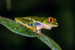 red-eyed tree frog (Agalychnis callidryas)