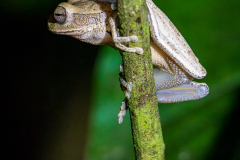 Tree frog, Sarapiqui