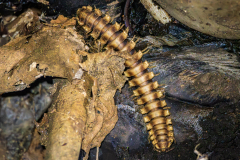 Python Millipede (Nyssodesmus python)