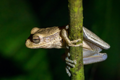 Tree frog, Sarapiqui