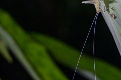 Katydid or 'Bush Cricket'