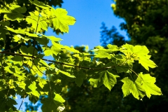 Shropshire leaves