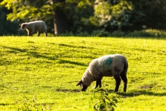 Much Wenlock sheep