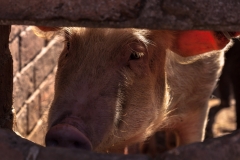 Blists Hill Victorian Town