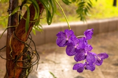 Orchid
