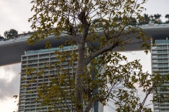 Marina Bay Sands