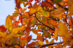 Autumn leaves, Ystad