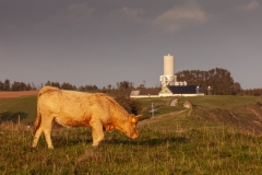Cows near Ales Stenar