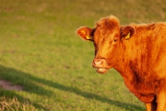 Cows near Ales Stenar