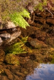Bracken reflection