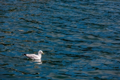 Portree seagulls