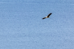 White-tailed eagle