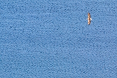 White-tailed eagle