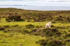 Trumpan Head lamb