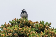 Bird on gorse
