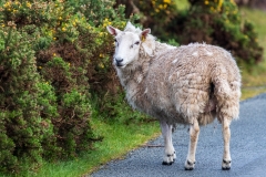 Dunvegan sheep