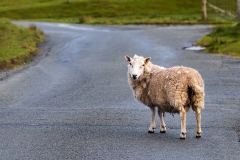 Dunvegan sheep