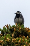 Bird on gorse