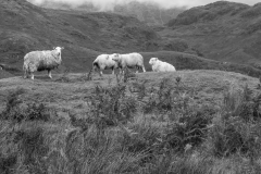Snowdonia sheep