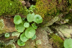 Mosses on drystone wall