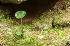 Mosses and lichens on ruined farnhouse