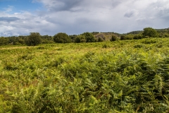 Burrington Combe