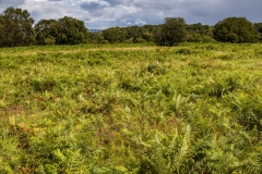 Burrington Combe
