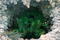 Ferns