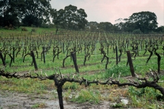 Vines