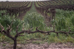Vines