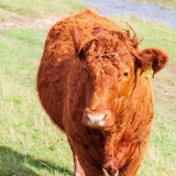 Cow, Cuckmere Valley