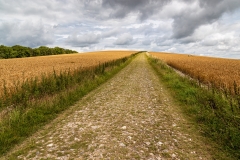 South Downs Way near Bignor Hill