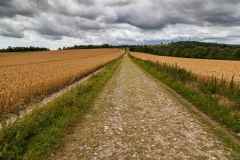 South Downs Way near Bignor Hill