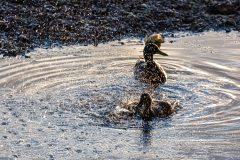 Weston Shore ducks