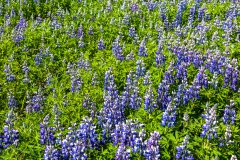 Close up of Arctic Lupins
