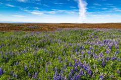 Arctic Lupins on the Reykjanes Peninula