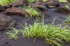 Grass on the Black Sand Beach, Vik