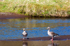 Greylag geese in Þingvellir National Park