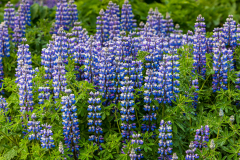 Arctic lupine, Vik