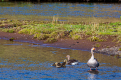 Greylag goose family, Þingvellir National Park