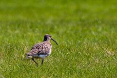 Curlew in Þingvellir National Park