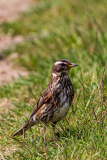 Redwing (terdus iliacus), Þingvellir National Park